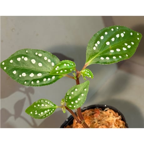 ソネリラ | STORES