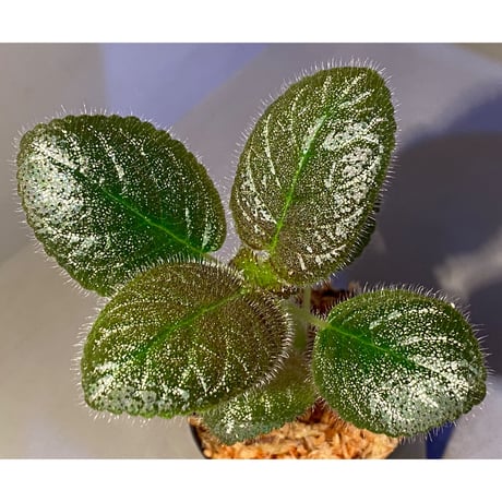 Gesneriaceae, Episcia lilacina from Colombia 2016 [tanakay]