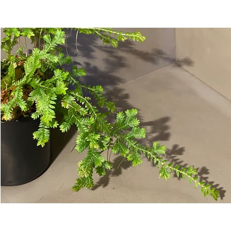 Selaginella sp. from Iquitos Peru [tanakay]