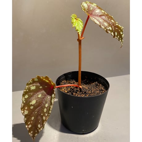 Begonia penrissenensis from Gunung Penrissen Sarawak