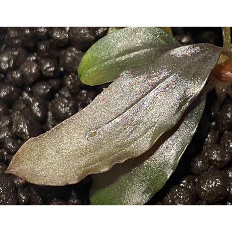 Bucephalandra sp. "AW No1" from Kalimantan barat [AZ0420-5]