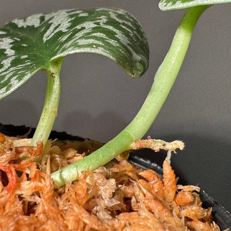 Scindapsus "Jigsaw"