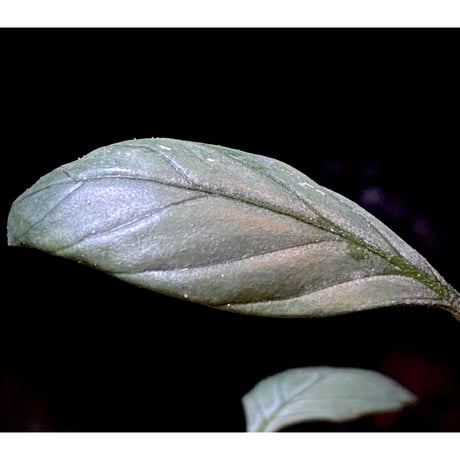 Acanthaceae gen. from Laos [LA]