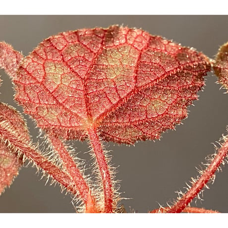 Begonia sp. from Cao Bang [YH050519] TK