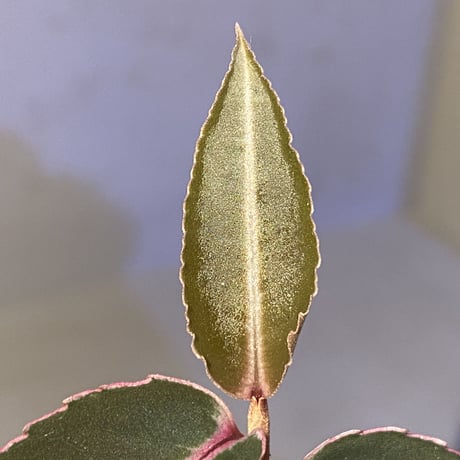 Labisia sp. from Sumatera barat [TB]