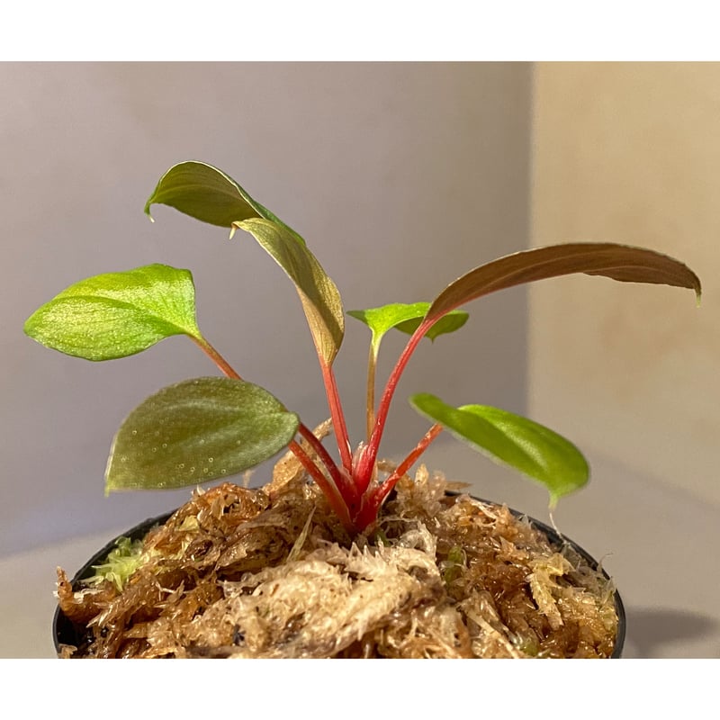 ホマロメナ コウメイ Homalomena sp. \"紅明\"【胡椒便】抽選1番株 胡椒便入荷からの今週末のお知らせ | interior & aquarium Heat Wave