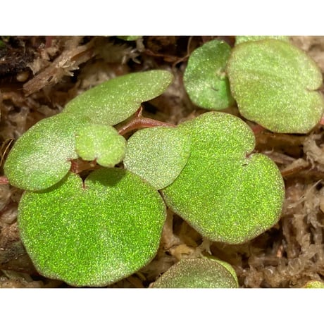Begonia lichenora (sp.Mini) from Kalimantan Sarawak border [LA]