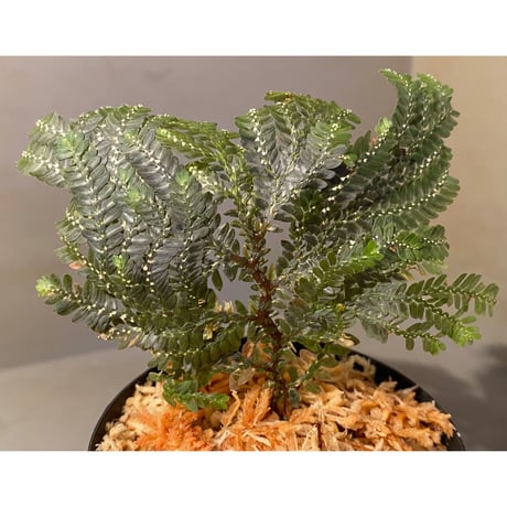 Selaginella picta