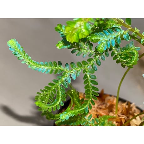Selaginella willdenowii "variegata" 伊藤蟻植物農園