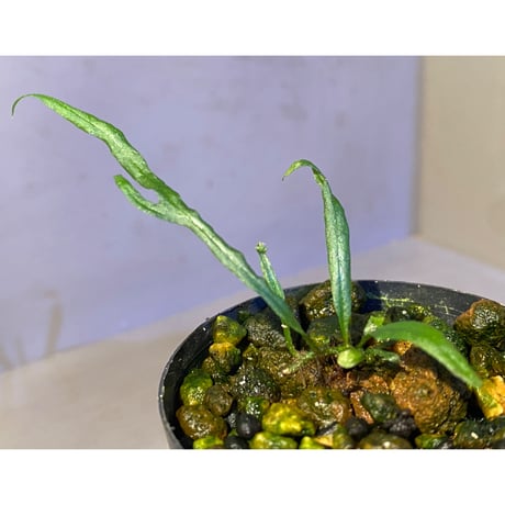 Microsorium sp. from Saripoi [LA0515-02]