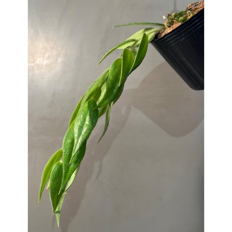 ceratostema | STORES