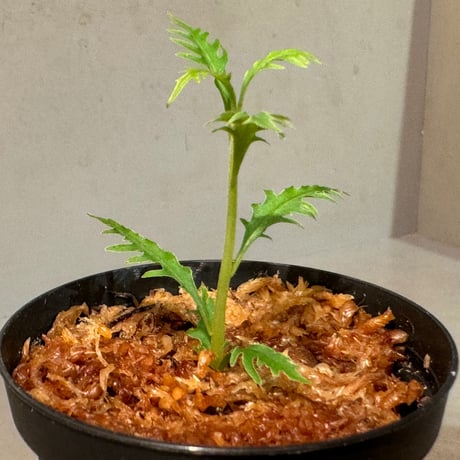 Labisia sp. "Serawai" Kalimantan barat [TB]