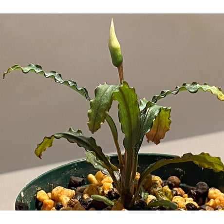 Bucephalandra sp. "MEDUSA"