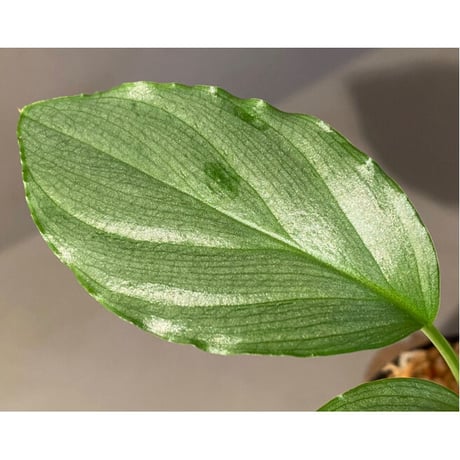 Homalomena sp. "Green" from Bogor