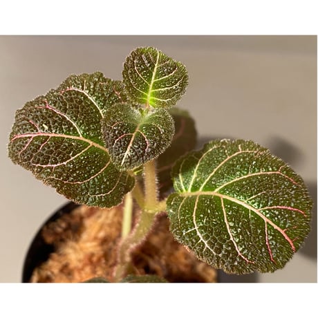 Pearcea hypocyrtiflora from Rio Napo Ecuador [tanakay] 赤葉脈