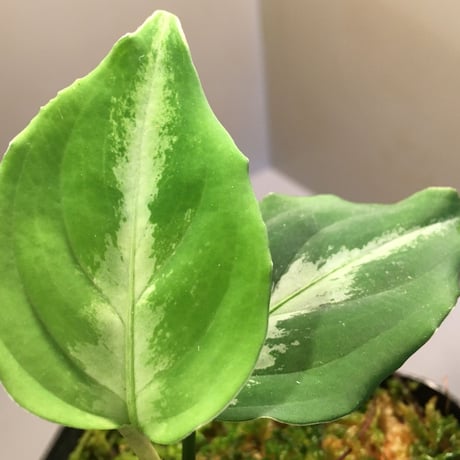 Aglaonema pictum from Sumatera Utara NO415 [KN]