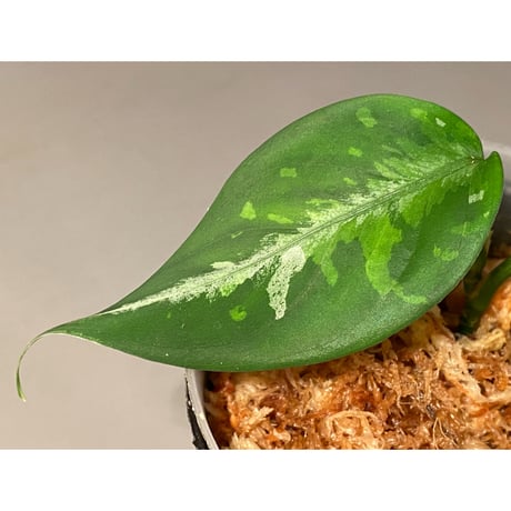 Aglaonema pictum tricolor from Aceh sumatera [LA0816-03j]