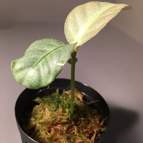 Ardisia sp. from Matang [TK160716]
