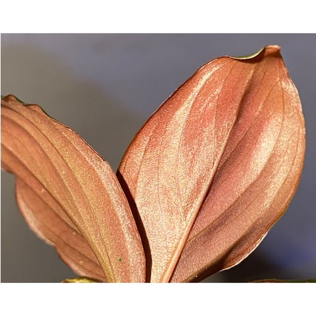 Rhodospatha sp. from Ecuador [tanakay]