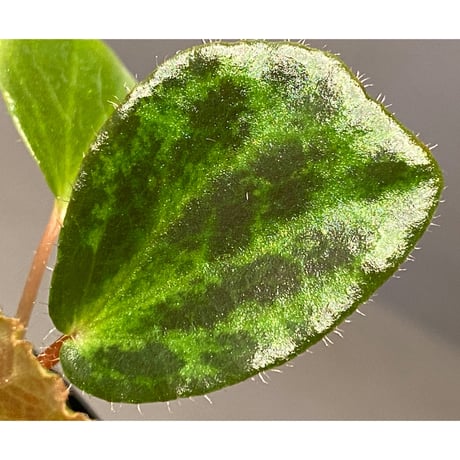 Begonia blancii