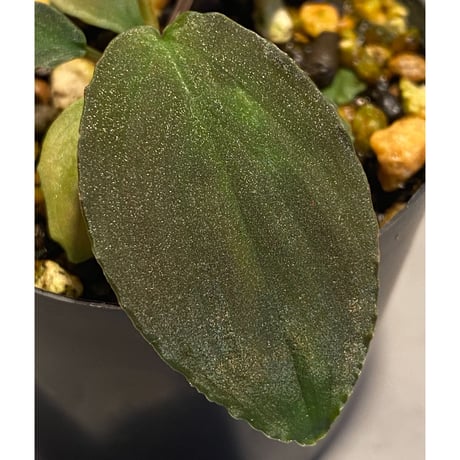 Homalomena sp. Sabah-2 [R1217-01c]