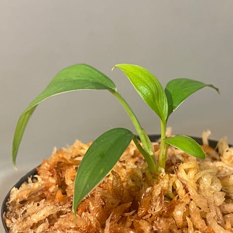 Homalomena sp. from Kuala Balah [TK270316]