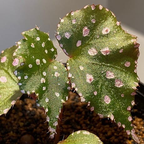 Begonia sp. from Muara Wahau [TB]