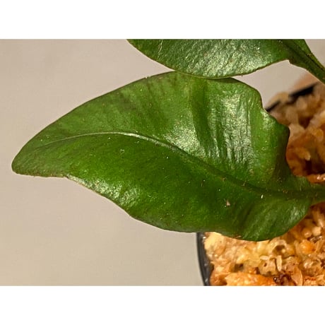 Elaphoglossum sp. from Iquitos Peru [tanakay]