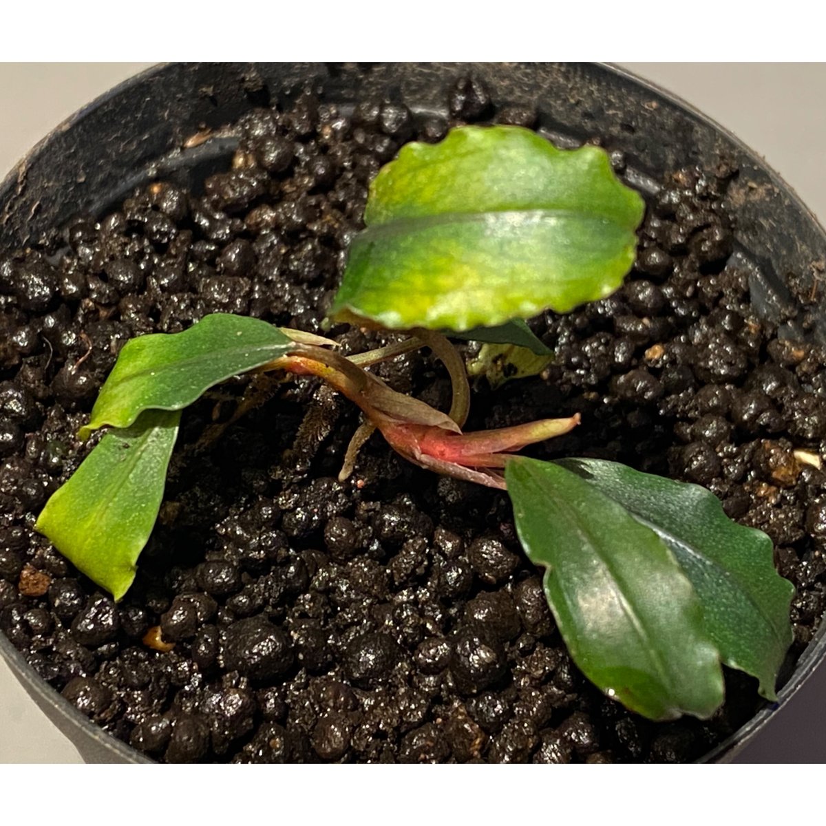 Bucephalandra sp. Bucephalandra sp.