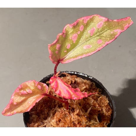 Begonia sp. "Crazy pink" from Lampung sumatera [LA1118-03]