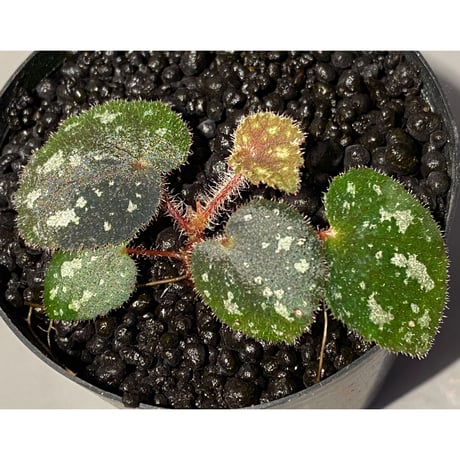 Begonia sp. from Cao Bang [YH050519] TK