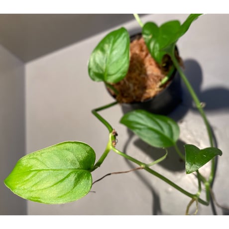 Phylodendron sp. from Iquitos Peru [tanakay]