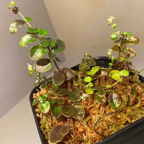 Pilea imparifolia from Iquitos Peru [tanakay]