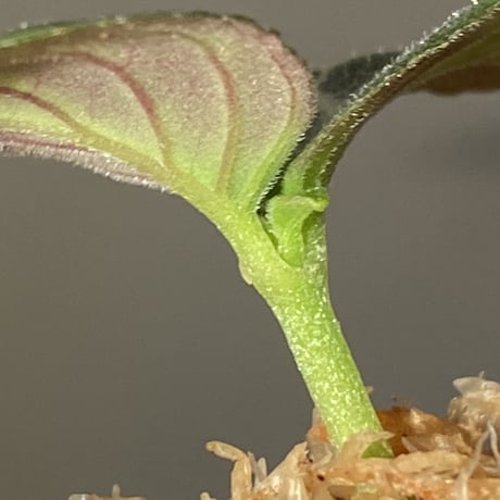 Gesneriaceae gen. from Kalimantan Barat