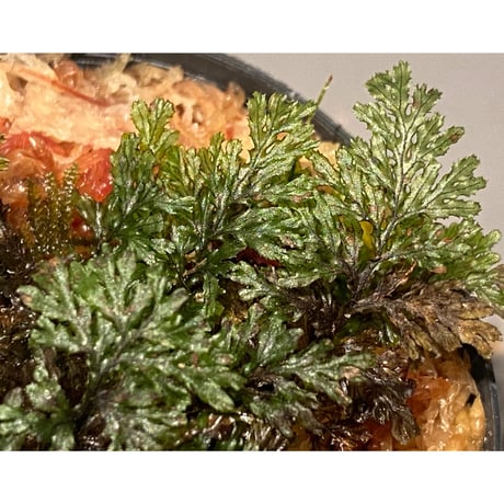 Hymenophyllum sp. from Ko Mak Thailand ③