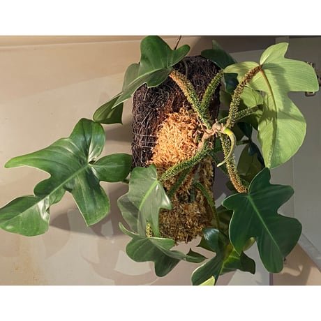 Philodendron squamiferum ②