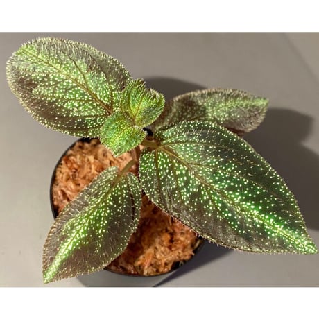 Sonerila sp. from Phitsanulok
