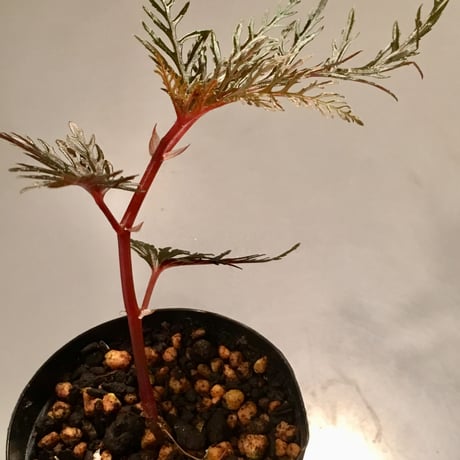 Begonia bipinnatifida from Indonesia