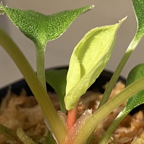 Homalomena sp. from Sumatera  Utara [LA0718-z-u]