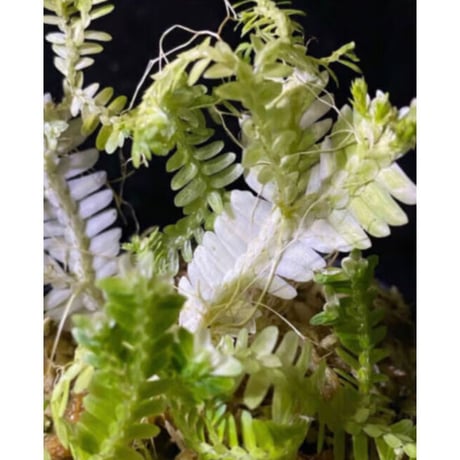 Selaginella sp. バリエガータ from "Nanga pinoh" [TB]