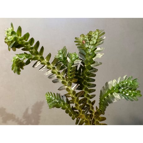Selaginella sp. from Kapuas hulu West Kalimantan