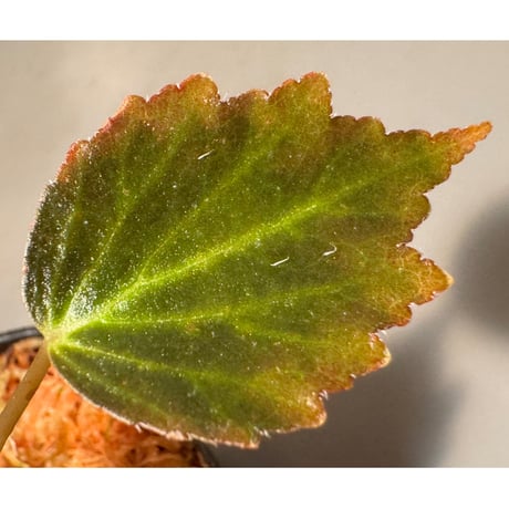 Begonia '煉獄-参' [LA hyb.-f1-01]