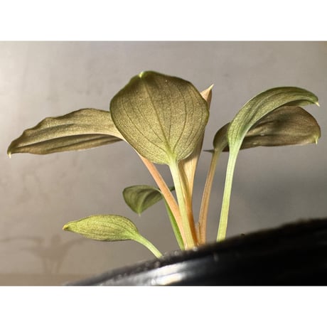 Homalomena sp. "Pink Velvet" from Kepulauan Riau [KN]