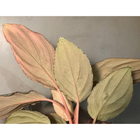 Homalomena sp. "Amber Velvet" from Kepulauan Riau