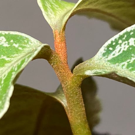 Ardisia sp. from Raub Pahang
