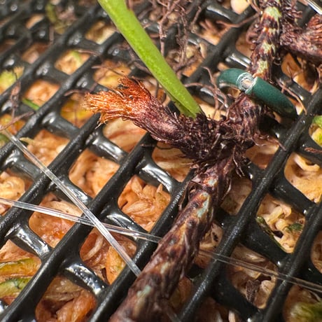 Davallia cf. parvula from Sanggau West Kalimantan