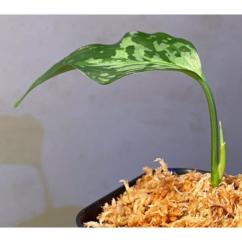 Aglaonema pictum from Aceh sumatera [LA0121-01z