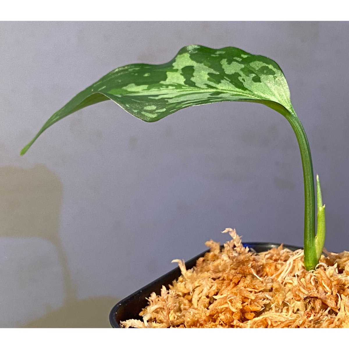 Aglaonema pictum from Aceh sumatera [LA0121-01z