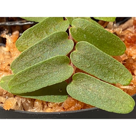 Marcgravia sp. "Narrow"