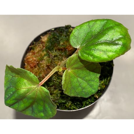 Begonia sinuata